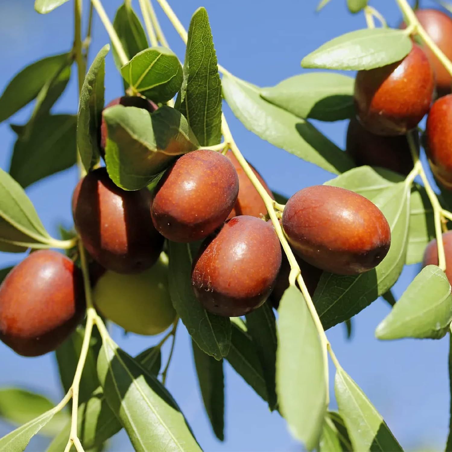 CHUXAY GARDEN Semillas de azufaifo indio 8 semillas Ziziphus mauritiana Árbol frutal tolerante a la sequía Fruta dulce comestible Gran regalo de