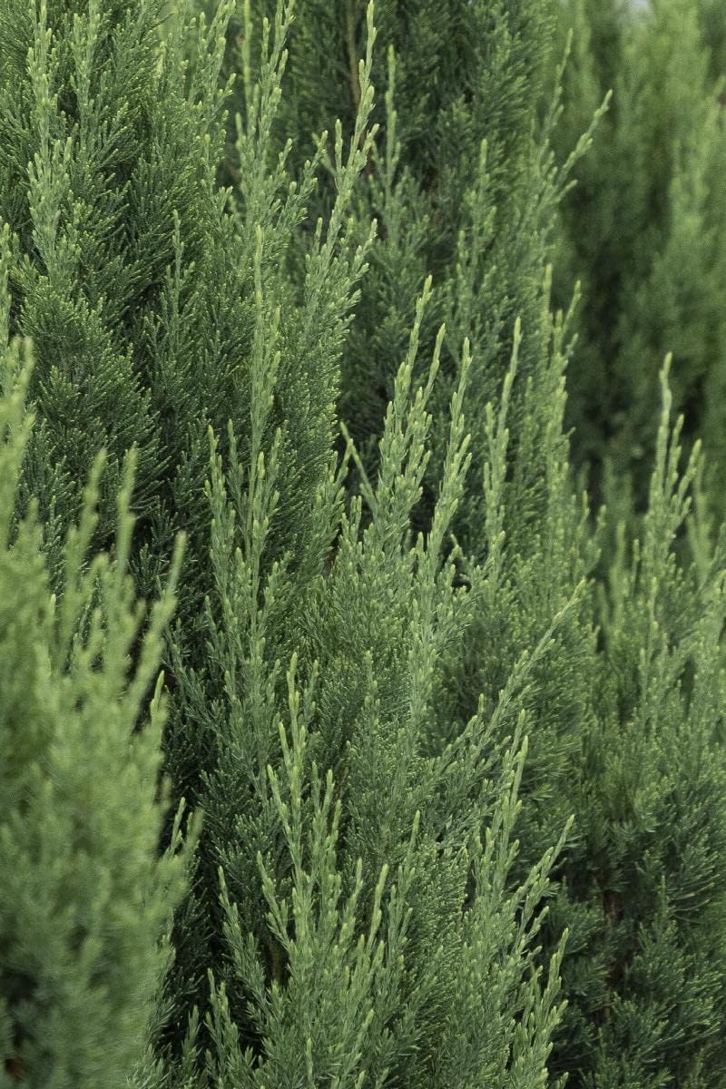 Blue Point Juniper  20 árboles vivos  Juniperus Chinensis  Plantas de hoja perenne de bajo mantenimiento tolerantes a la sequía