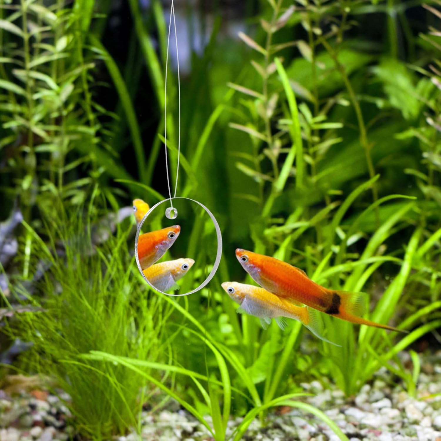 POPETPOP Betta Espejo de ejercicio 1 juego de doble cara círculo Betta espejo con bola flotante para acuario pecera 5CM