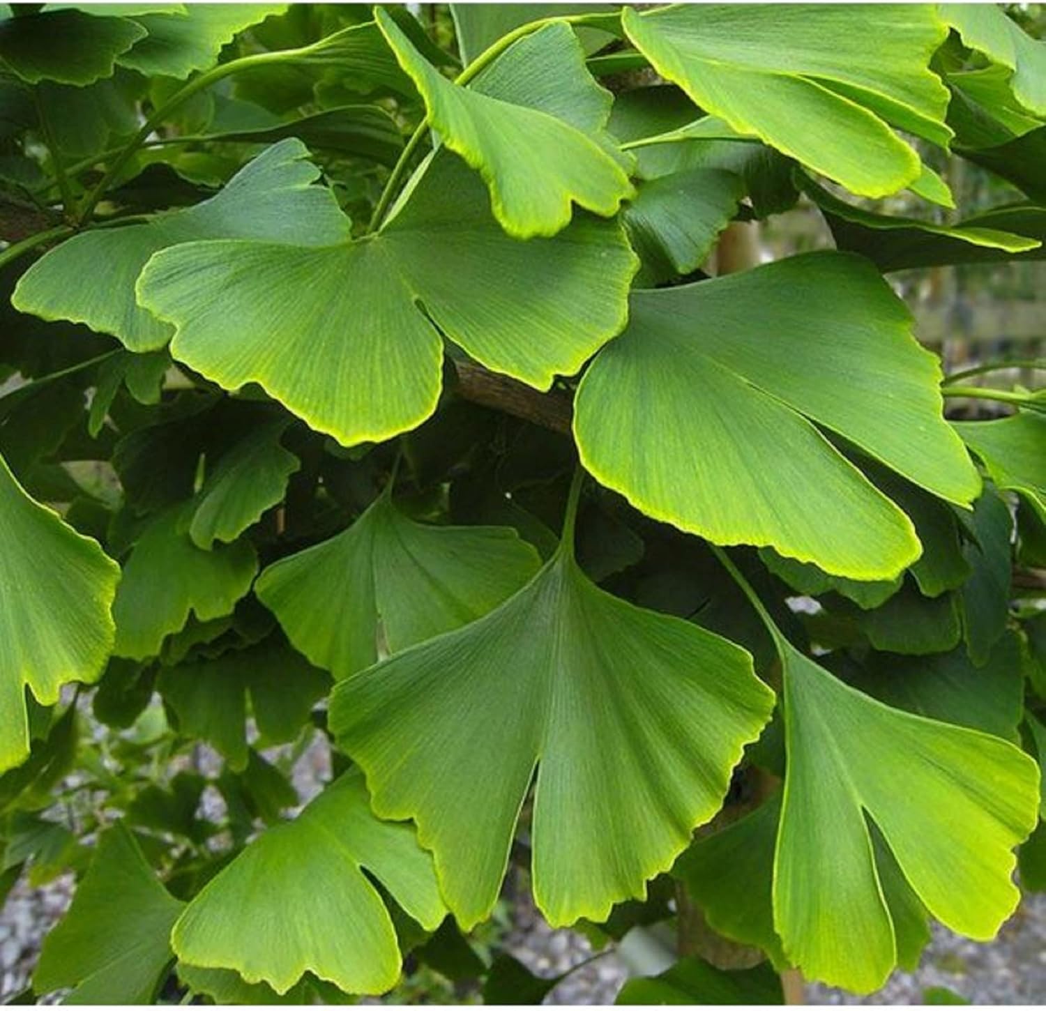 CHUXAY GARDEN Semillas de Ginkgo Biloba, 10 semillas, árbol de ginkgo, pantalla de privacidad, árbol de hoja caduca comestible