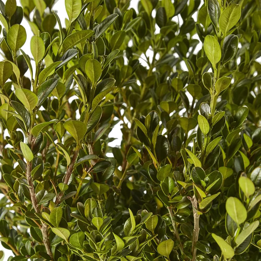 Shrub Wintergreen Boj, 7 galones, verde intenso