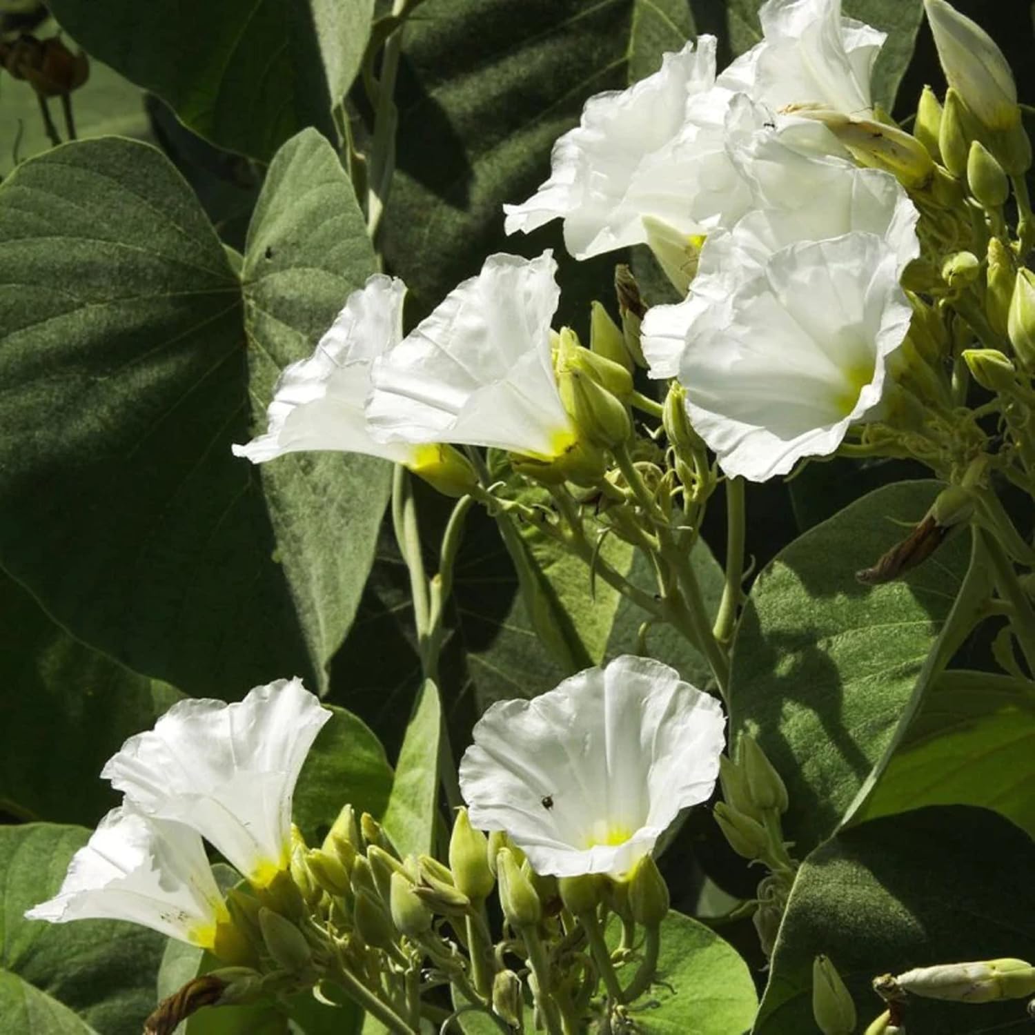 CHUXAY GARDEN Ipomoea Alba-Moonflower,Tropical White Morning-Glory,Moon Vine 30 semillas vistosa planta de acento