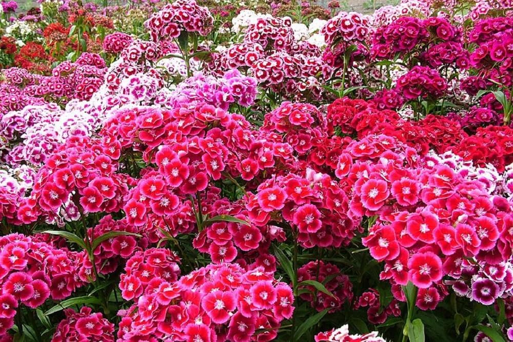 Sweet William Flowers 100+ semillas, hermosos racimos