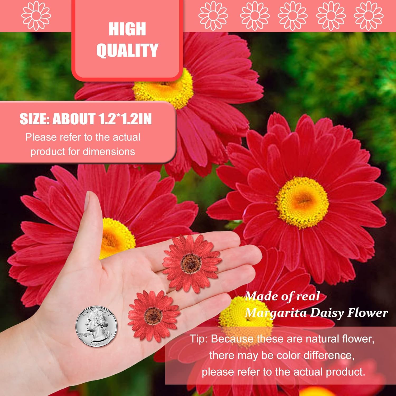 60 flores rojas prensadas girasoles para adornos de manualidades, flores secas naturales de 1.2 pulgadas, margarita grande para joyería de resina,