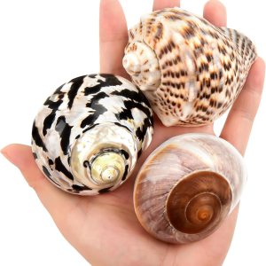 3 piezas de conchas de cangrejo ermitaño de tamaño mediano a grande, 2.9-3.3 pulgadas, conchas naturales de cangrejo ermitaño tamaño de apertura de 3 piezas de conchas de cangrejo ermitaño de tamaño mediano a grande, 2.9-3.3 pulgadas, conchas naturales de cangrejo ermitaño tamaño de apertura de