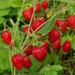 Fruit Alpine Giant Strawberry Regina Red – 100 Semillas Fruit Alpine Giant Strawberry Regina Red – 100 Semillas