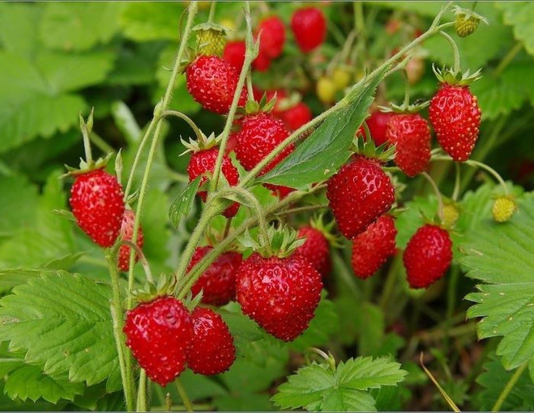Fruit Alpine Giant Strawberry Regina Red – 100 Semillas