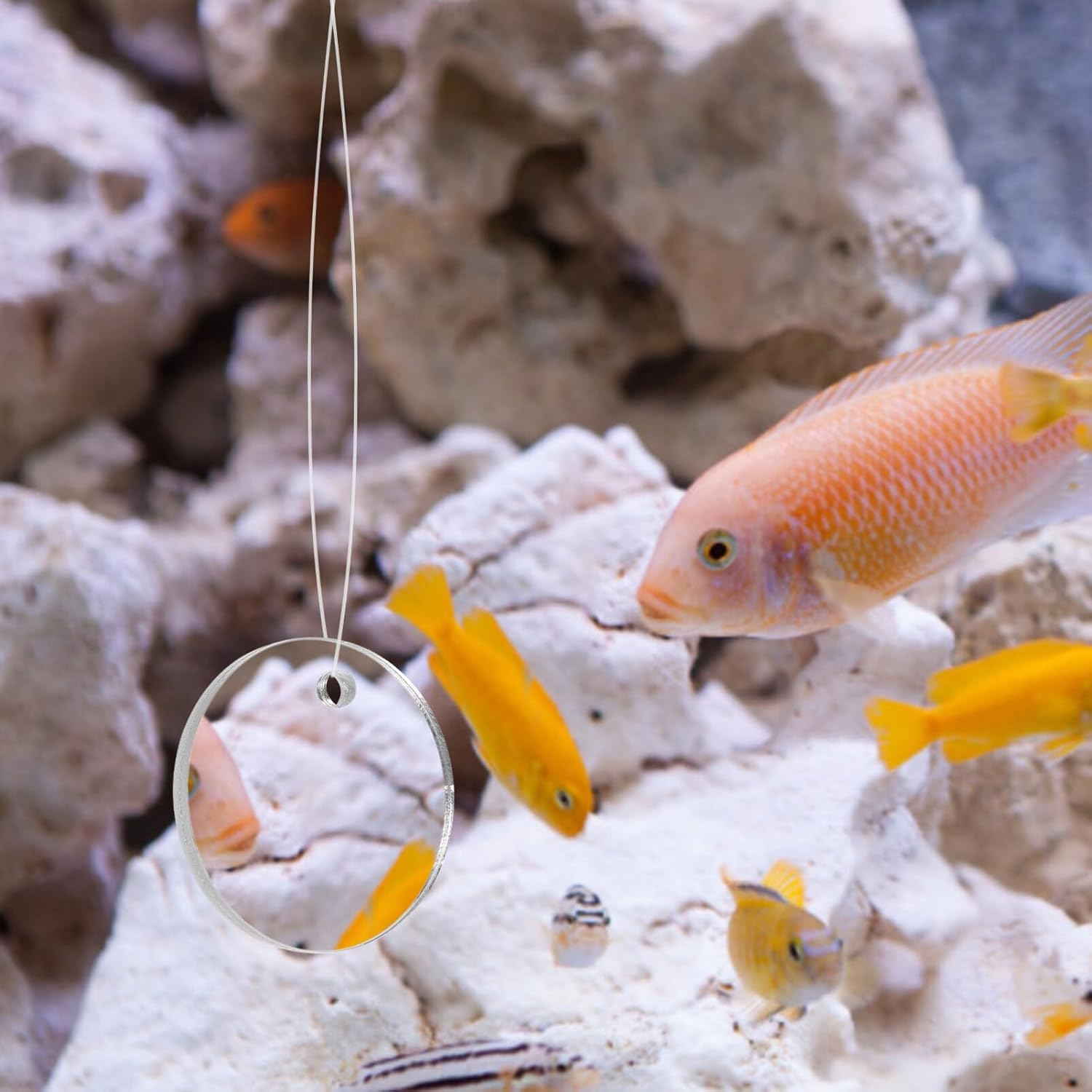 POPETPOP Betta Espejo de ejercicio 1 juego de doble cara círculo Betta espejo con bola flotante para acuario pecera 5CM