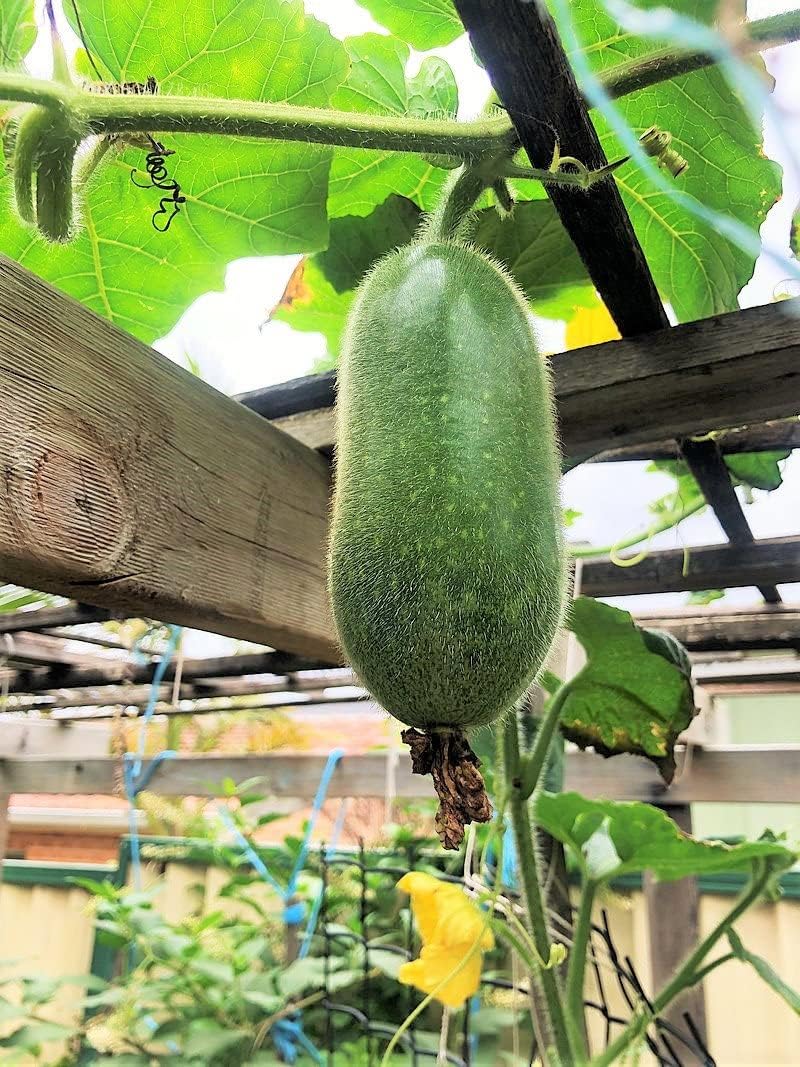 Fuzzy Star – Semillas de melón difusas – Paquete de 20 unidades – para 2024 semillas de verduras de ceniza de invierno Chi Qua Mo Gwa
