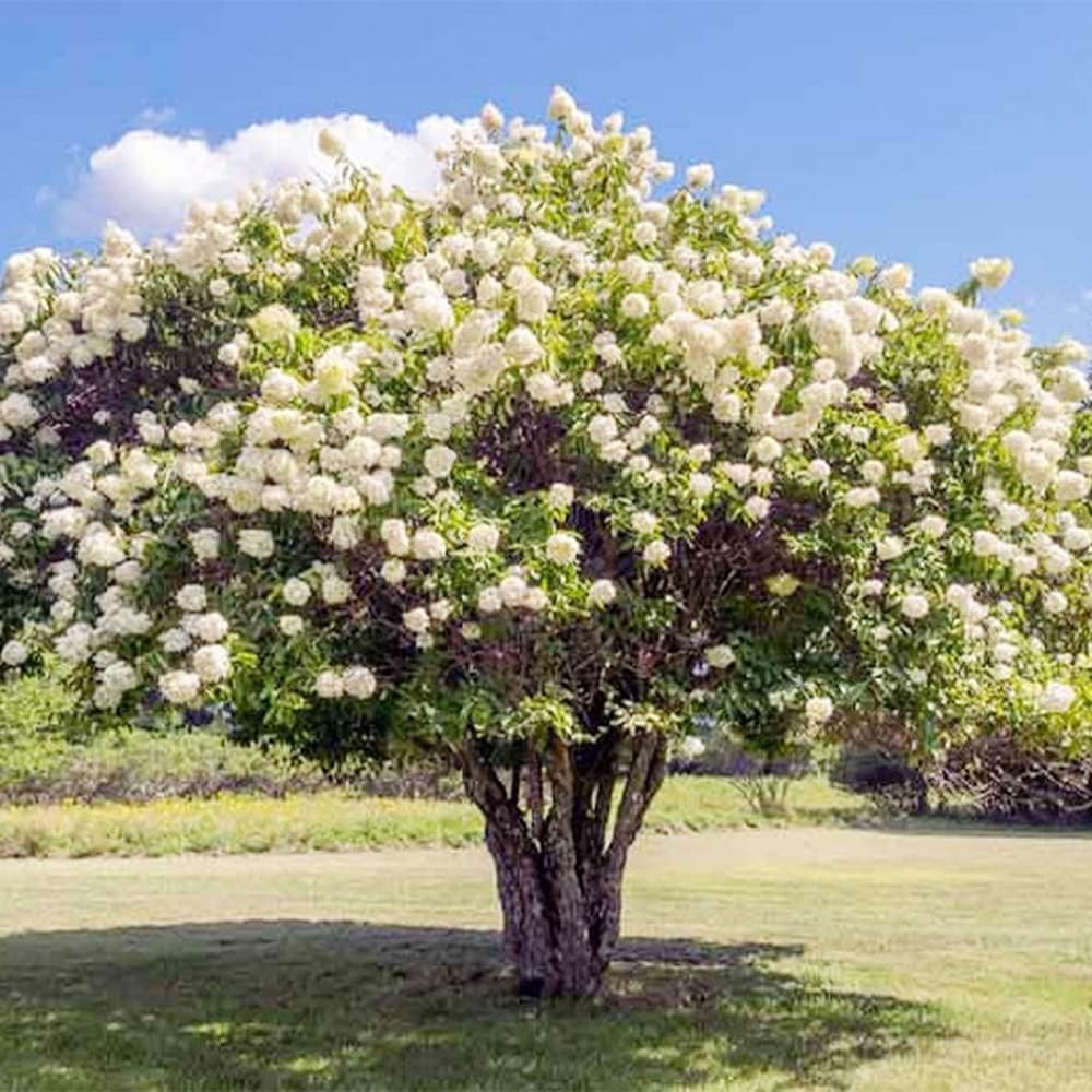 50 semillas de hortensias de hoja de roble (quercifolia de hortensia) arbustos de flores perennes – Resistente y tolerante a la sequía – Pantalla de