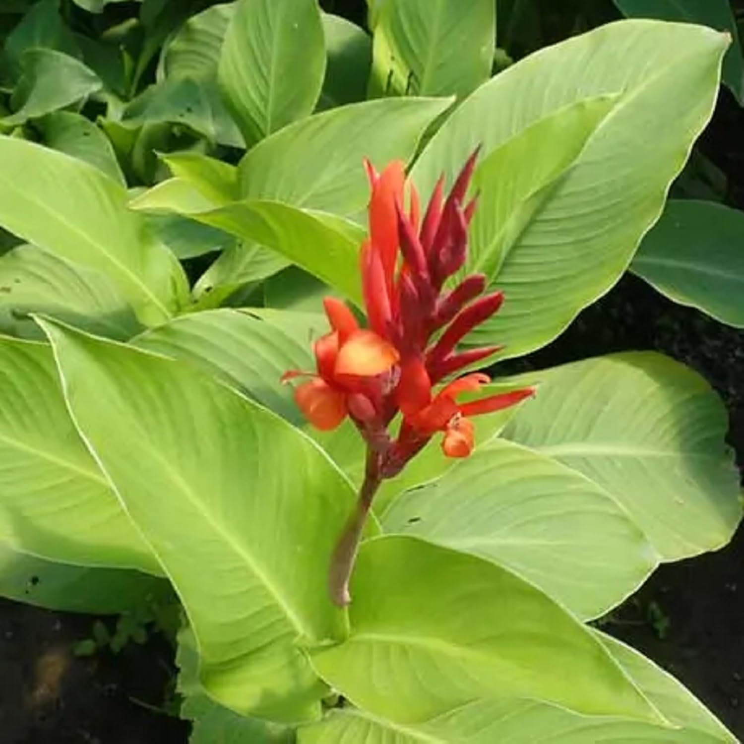 CHUXAY GARDEN Canna Edulis Seed – 15 semillas de arrurruz comestible raíz ornamental planta con flores hace un gran cultivo alimentario