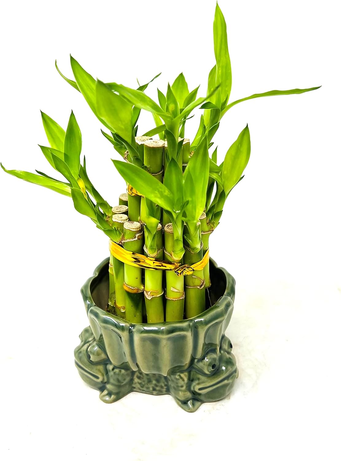 Jarrón con soporte de rana de bambú de la suerte de dos niveles de 3 y 5 color verde