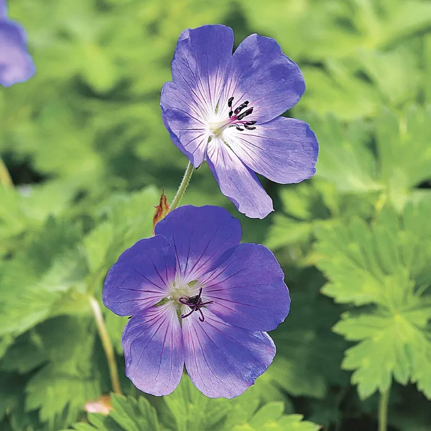 CHUXAY GARDEN Semillas de geranio ‘Rozanne’, 55 piezas de semillas de flores de geranio, resistentes y encantadoras, plantas de flores moradas,