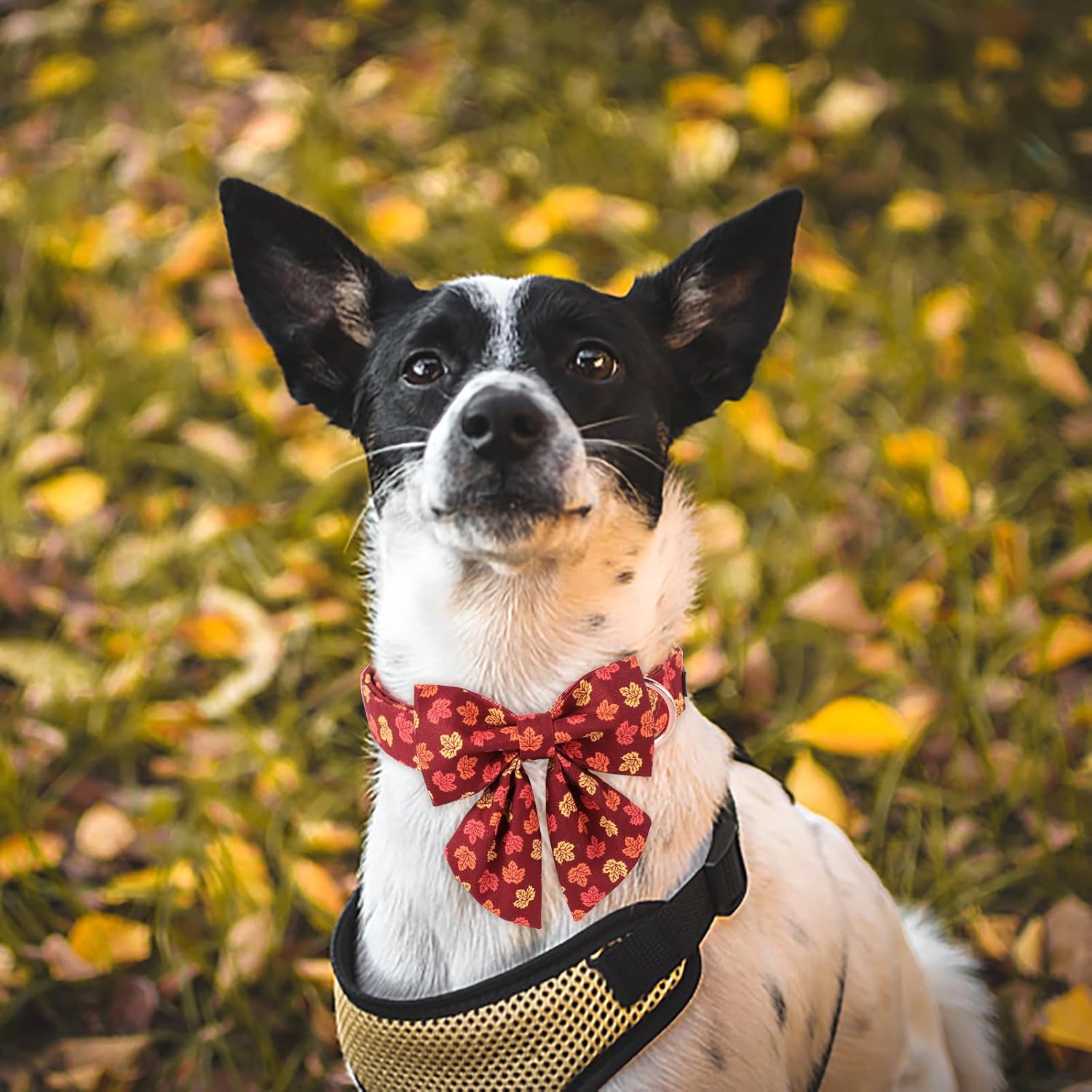MACA Bates – Collar de perro con pajarita para algodón suave para otoño, collar de perro con hebilla de metal, collar de perro de hoja ajustable
