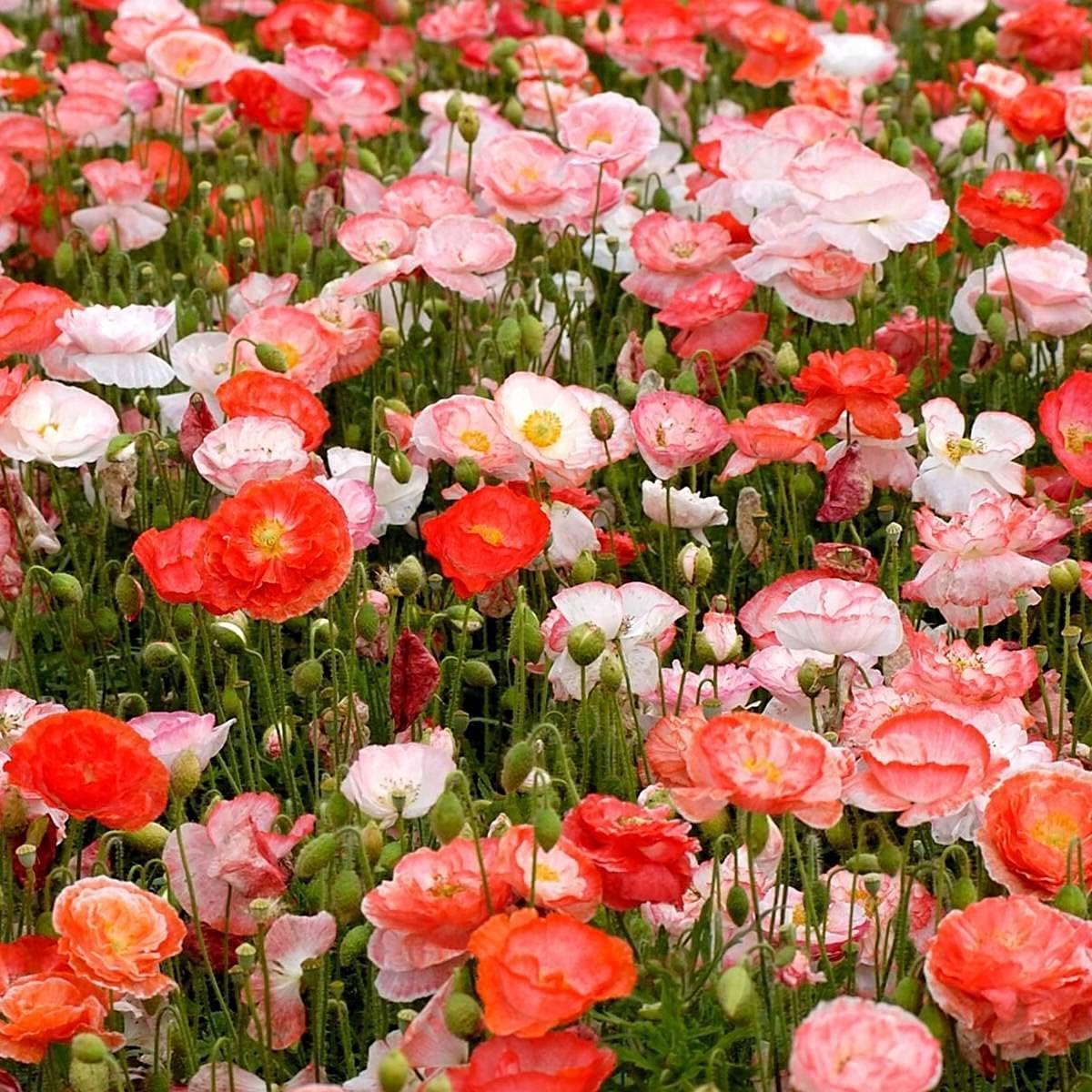 Semillas de amapola “Double Shirley Mix” para plantar, más de 3000 semillas de flores por paquete, semillas de jardín de Isla (semillas de jardín de