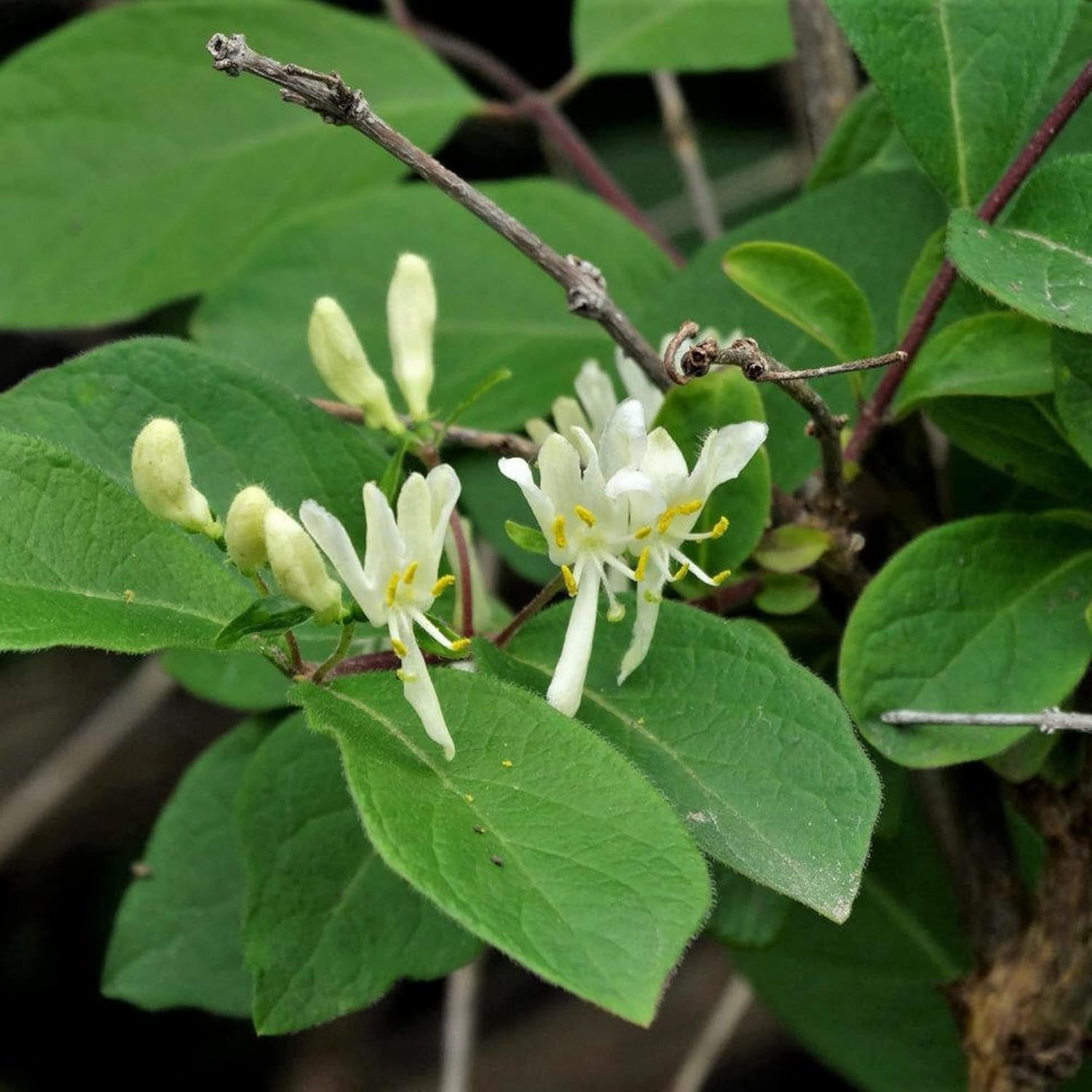 YEGAOL Garden – Semillas de madreselva de arbusto enano Diervilla Lonicera pequeñas, de hoja caduca, atraen abejas y mariposas tolerantes a la