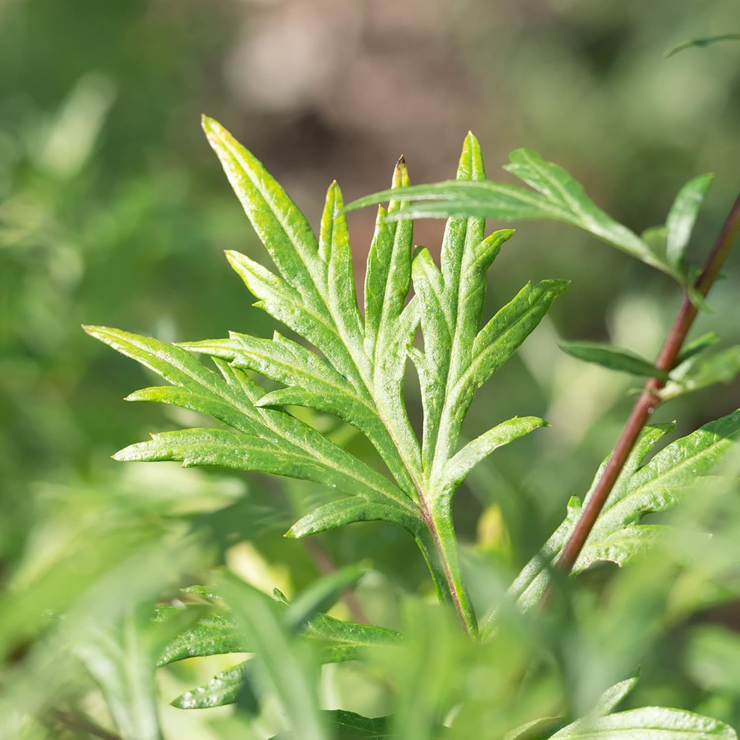 YEGAOL Garden – Semillas de artemisia vulgaris, planta perenne resistente, aspecto distintivo aromático, hojas aromáticas, beneficios potenciales