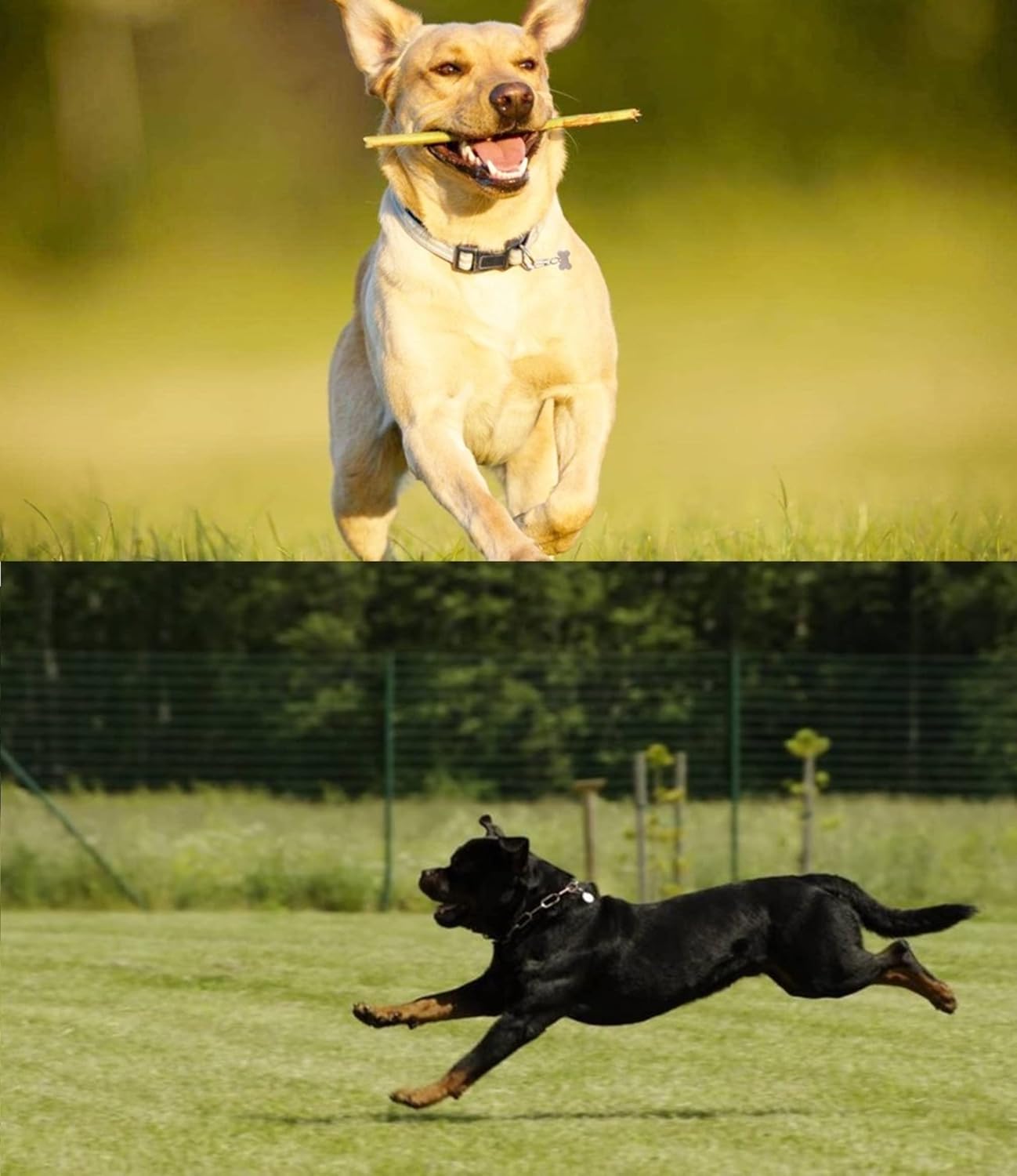 Clips rápidos para etiqueta para mascotas, clips de identificación de mascotas hechos de acero inoxidable, perfectos para perros medianos y grandes
