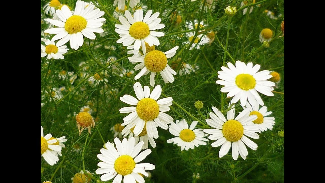 Semillas de manzanilla alemana medicinal hierba silvestre para plantar flores corte jardín reliquia sin OMG – 2500 semillas