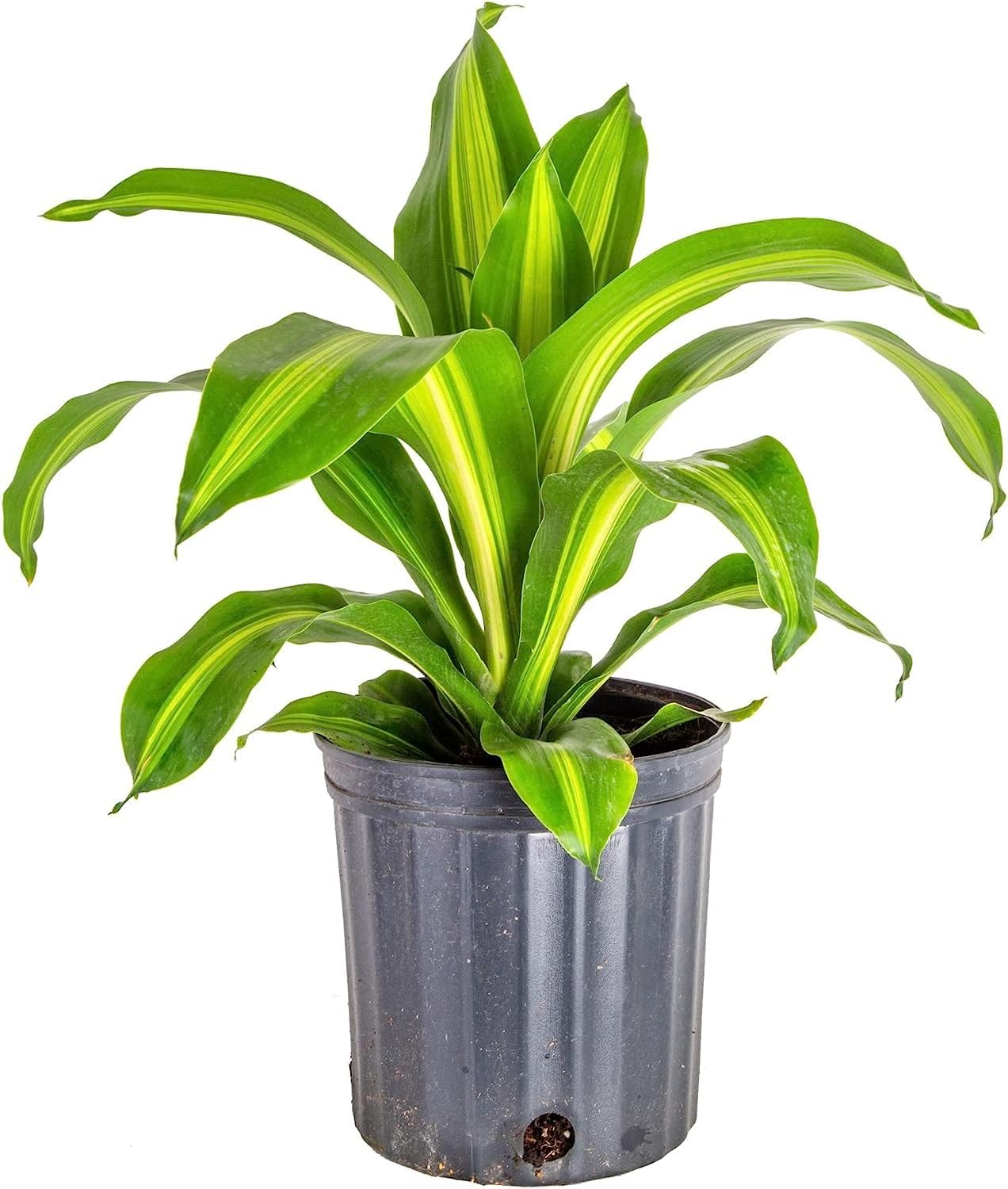 GARDENERA Mezcla de suelo Dracaena prémium  1 cuarto de galón  Mezcla para macetas formulada por expertos para árboles y arbustos Dracaena prósperos