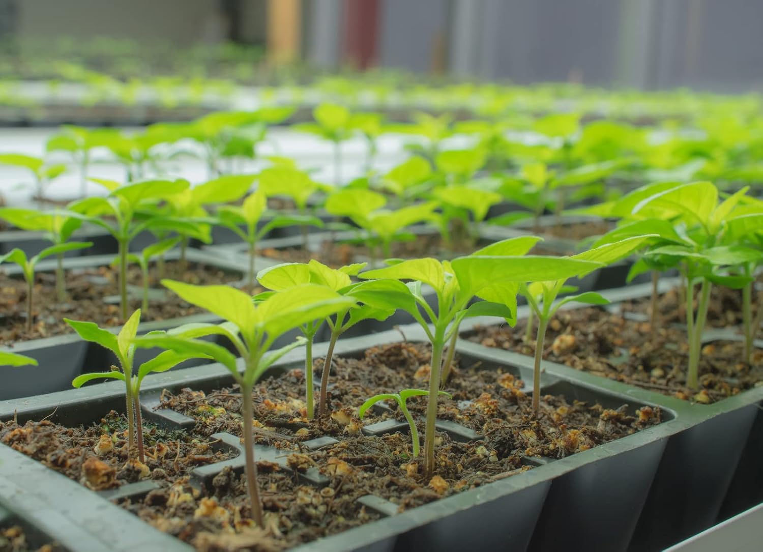 Pepper Joe’s Semillas de pimiento jalapeño gigante, paquete de más de 50 semillas exclusivas de pimiento picante, cultivadas en Estados Unidos,