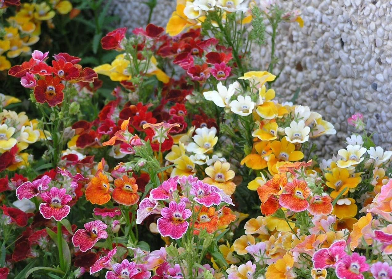 Nemesia Carnival Mix Flores anuales ornamentales de interior para plantar