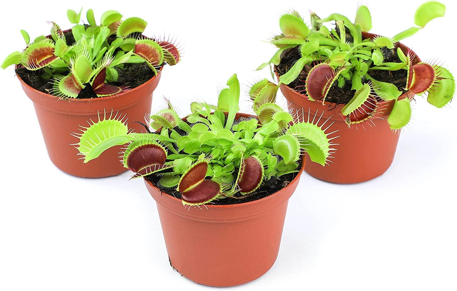 Altman Plants, Plantas vivas Venus atrapamoscas vivas (3PK), planta viva Venus trampa para moscas viva en suelo Venus trampa para moscas, plantas de