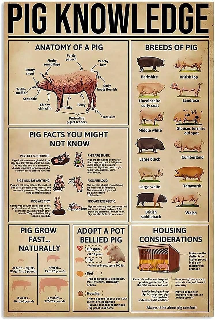 Youpinnong Póster retro de Pig Knowledge – Póster de lata de razas de cerdo, decoración retro para el hogar, garaje, bar, cafetería, granja,
