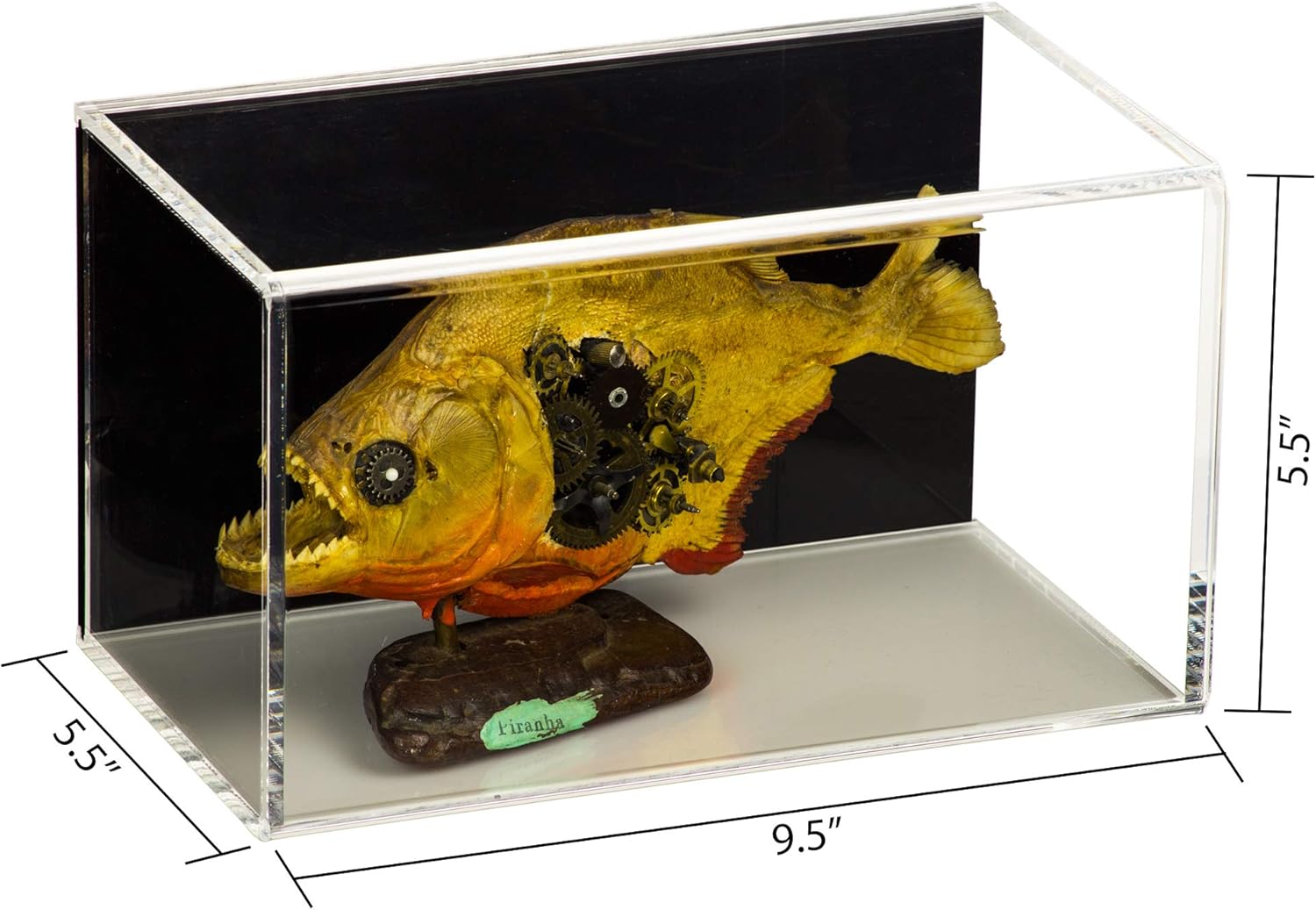 Better Display Cases Vitrina de acrílico versátil con soporte de pared horizontal trasero negro 5.5 “x 5.5” x 9.5 pulgadas (A016-BB-HWM)