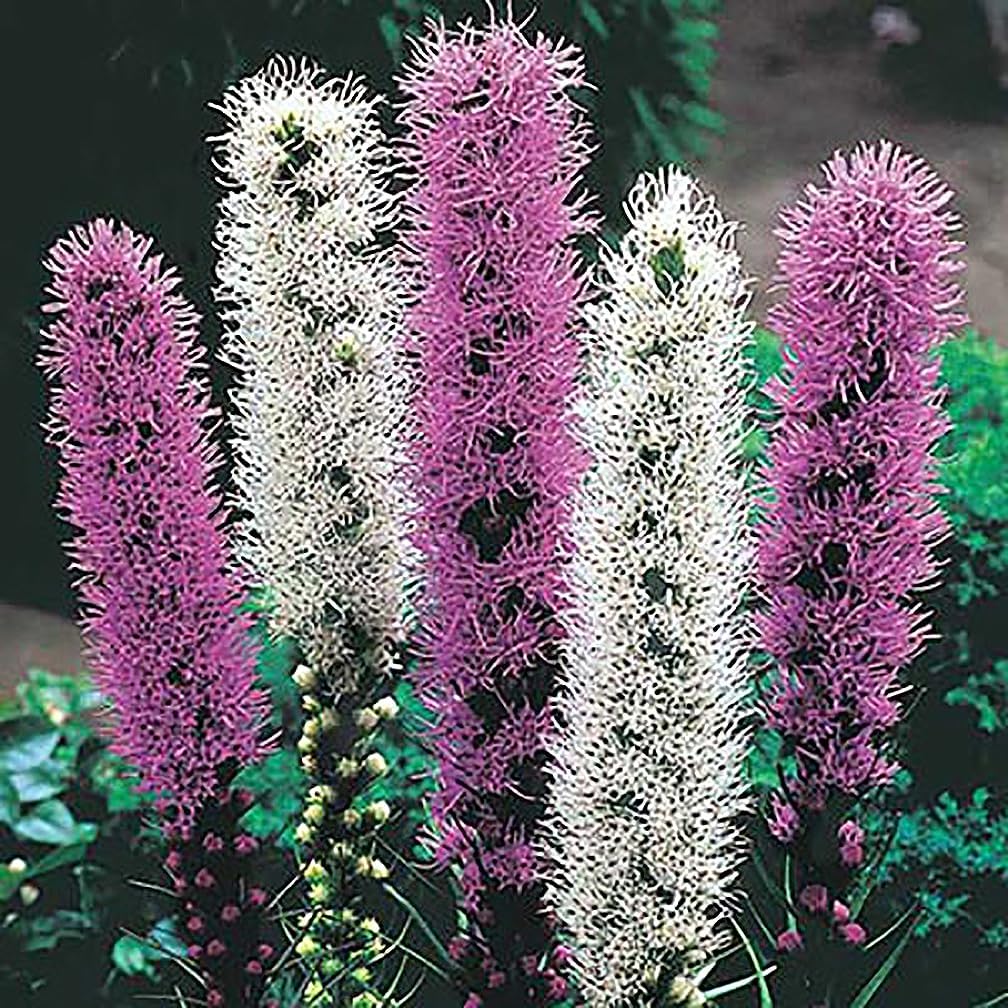 White Liatris Spicata – 10 bombillas – Estrella ardiente