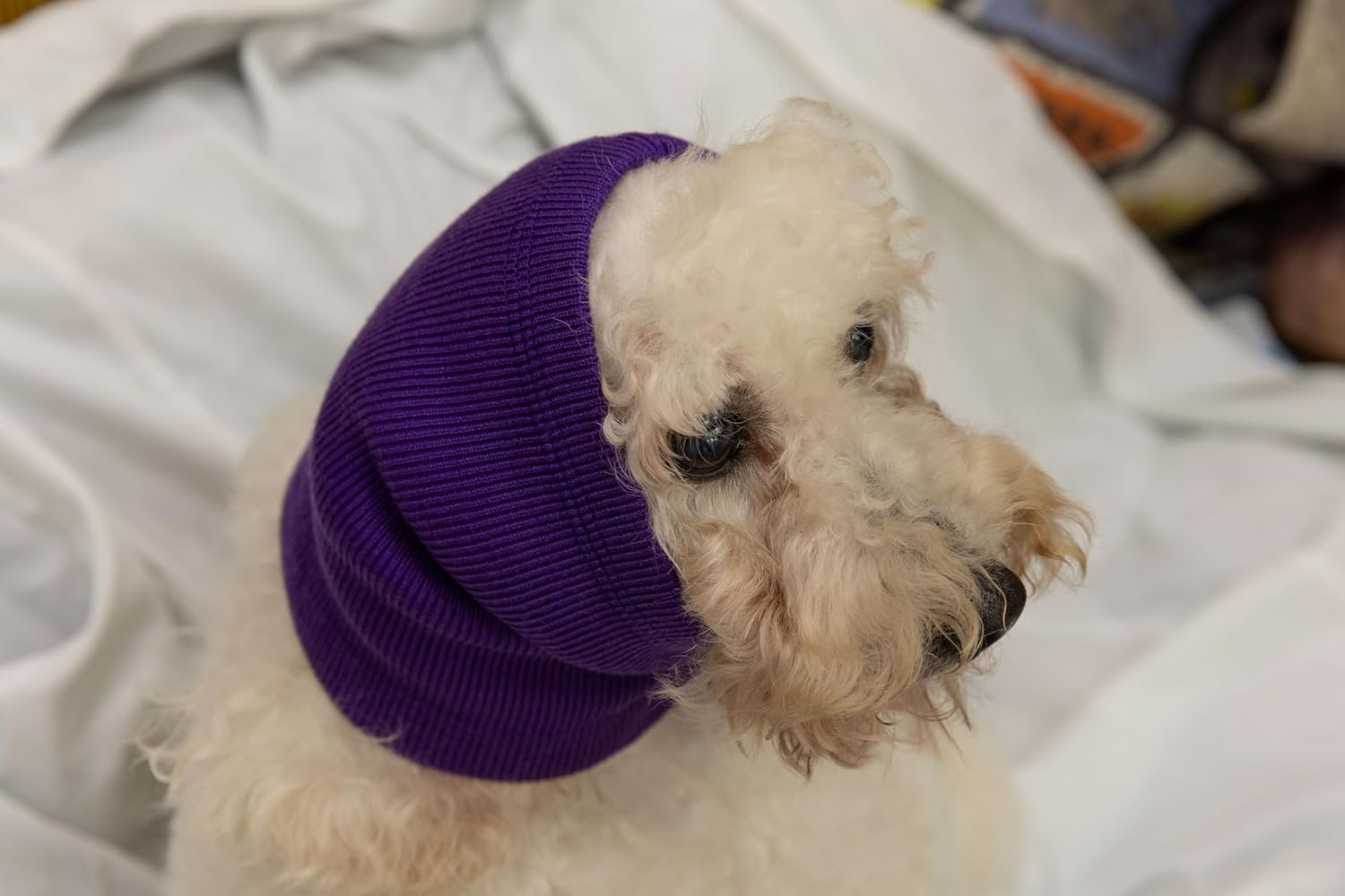 DDFS Orejeras medianas de aseo para perros, protección de ruido, orejeras con cancelación de ruido, protectores de oídos para perros, sin solapa,