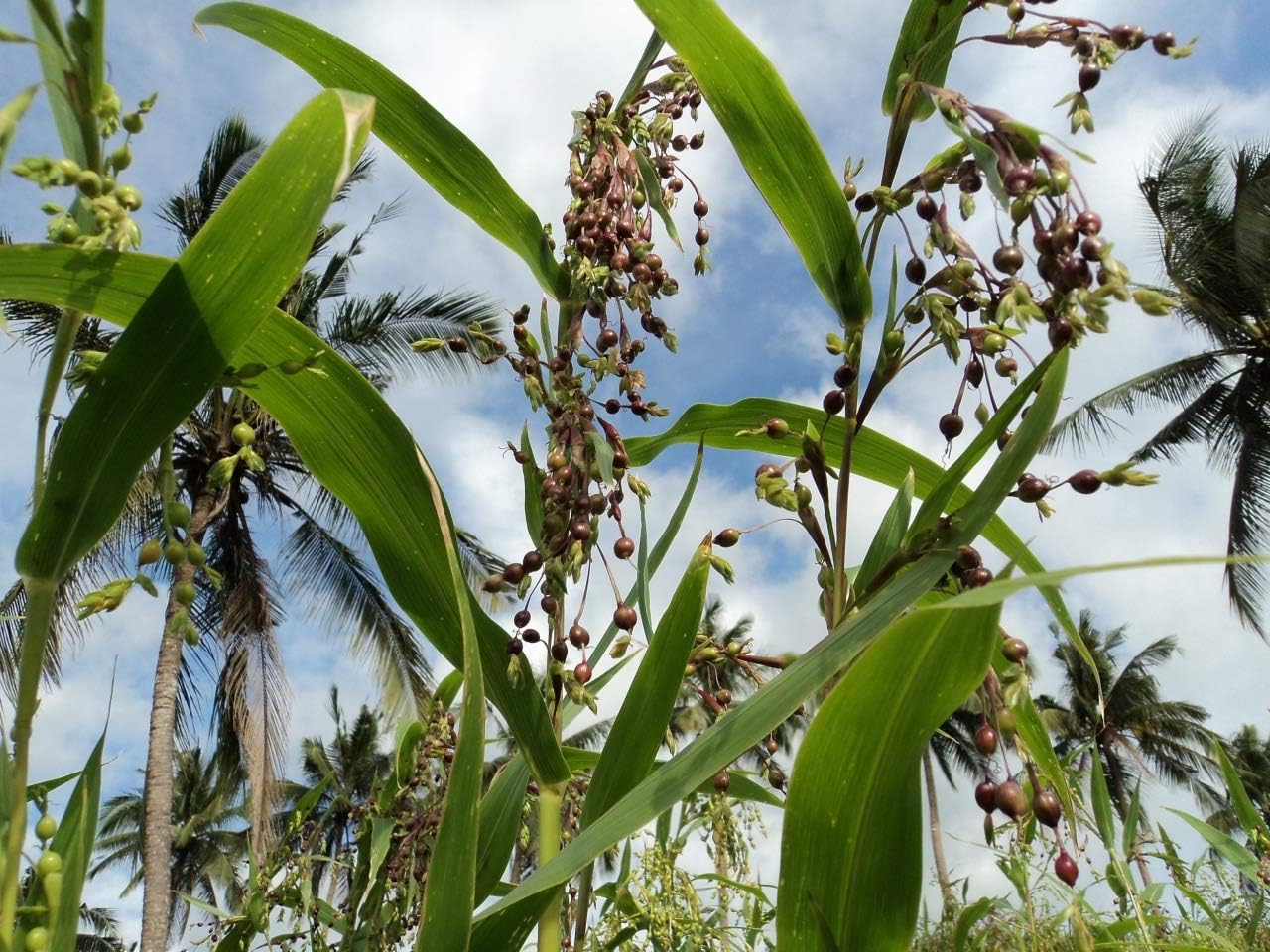 Semillas Coix Mijo Lágrimas de Trabajo Flores Anuales