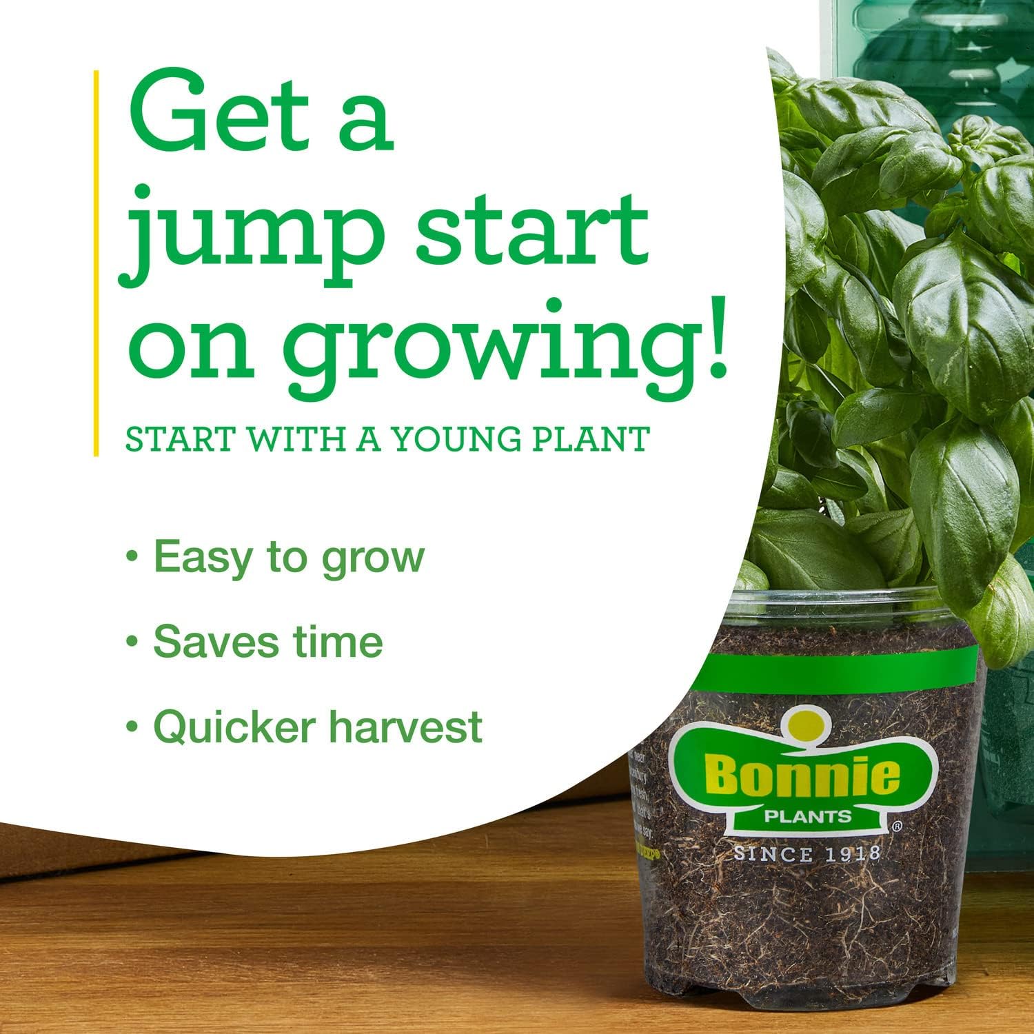 Bonnie Plants Pimienta de plátano picante 19.3 oz. paquete de 4, amarillo