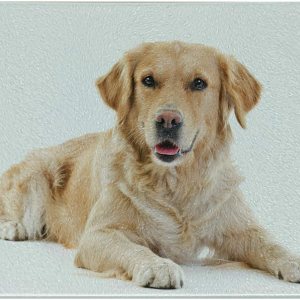 Ambesonne Golden Retriever Cutting Board, Young Pedigree Puppy Laying over White Background Dog, Decorative Tempered Glass Cutting and Serving Ambesonne Golden Retriever Cutting Board, Young Pedigree Puppy Laying over White Background Dog, Decorative Tempered Glass Cutting and Serving