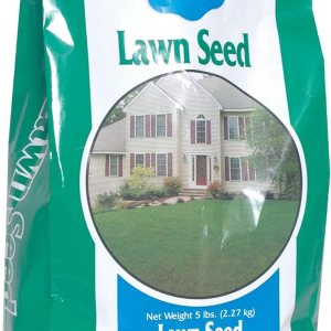 Blue Seal EZ Green Grass Seed  Césped de textura fina, se espesa rápidamente, semillas de césped de crecimiento rápido  Bolsa de 5 libras Blue Seal EZ Green Grass Seed  Césped de textura fina, se espesa rápidamente, semillas de césped de crecimiento rápido  Bolsa de 5 libras
