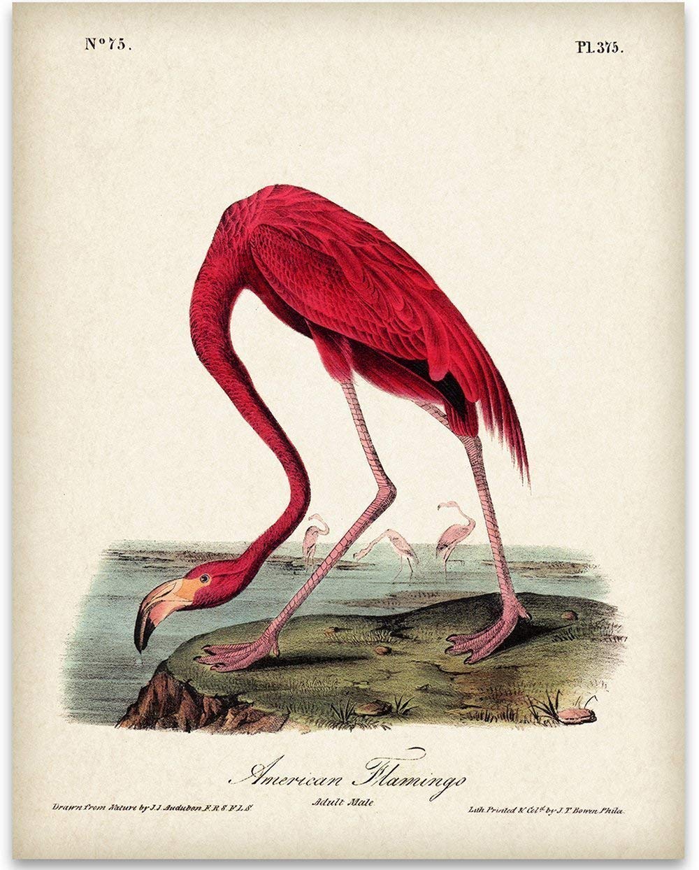 American Flamingo Illustration – 11×14 Unframed Art Print – Great Wall Decor Under $15