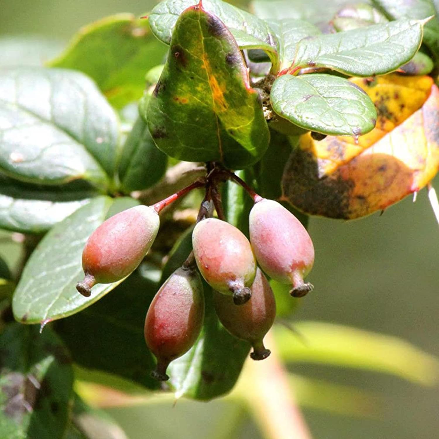 QAUZUY GARDEN 50 piezas de agracejo indio (Berberis Aristata, Mara Manjal) Chutro Sumbal Tree Semillas de cúrcuma hermosas y comestibles llamativas