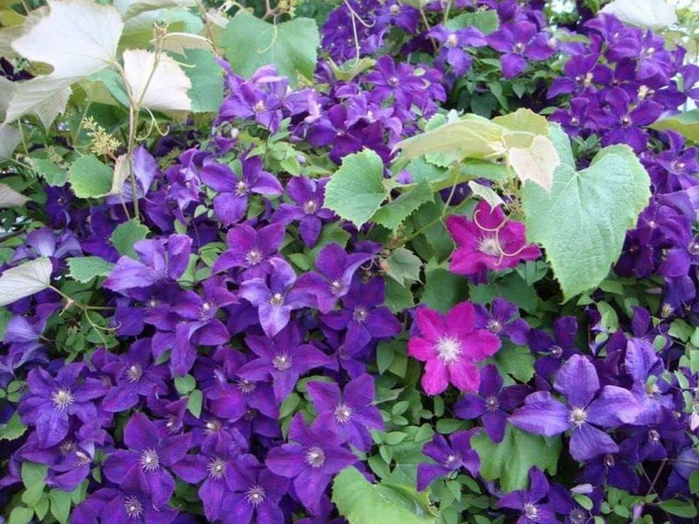 20 piezas de semillas mixtas de clemátide de flores de vid perennes