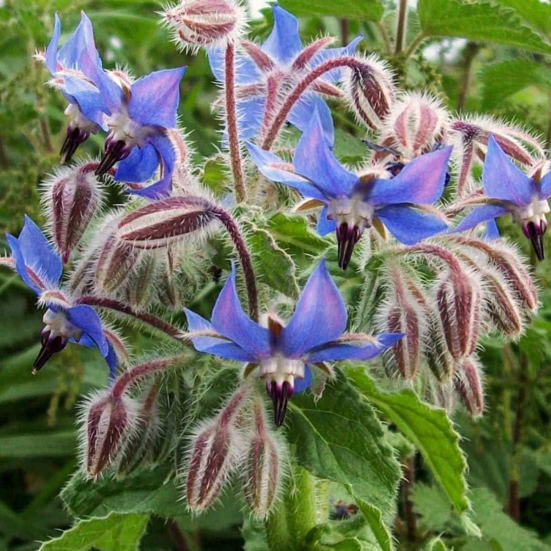 Semillas de flores de hierbas “Borage” para plantar, más de 125 semillas por paquete, semillas de jardín de Isla (semillas de jardín de Isla),