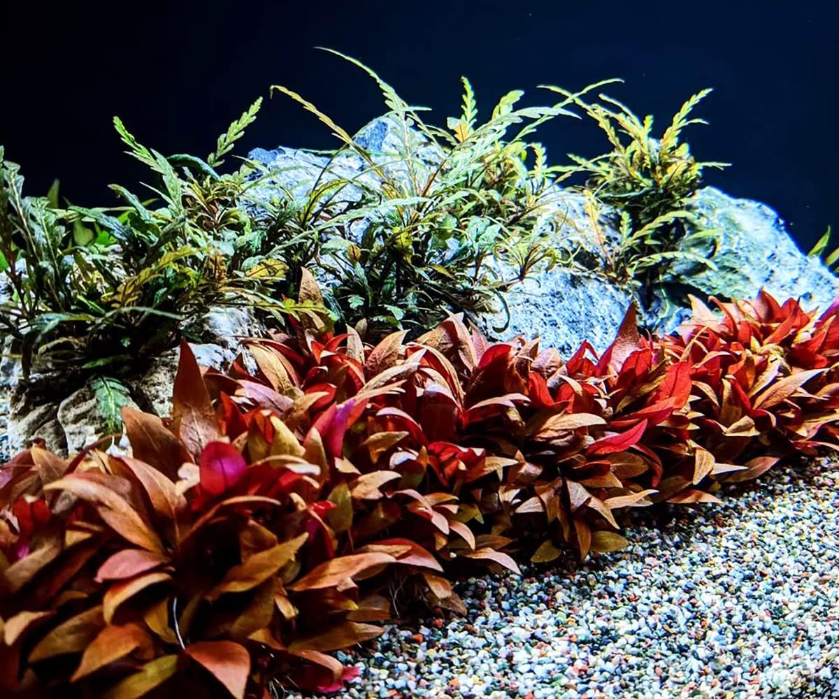 Alternanthera Reineckii ‘Mini’ Cultivo de tejido de tallo rojo acuático vivo planta acuática – 100% libre de caracoles in Vitro Cup (AR Mini)