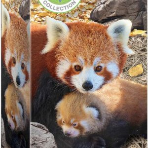 Euro Rompecabezas. Euro Rompecabezas.