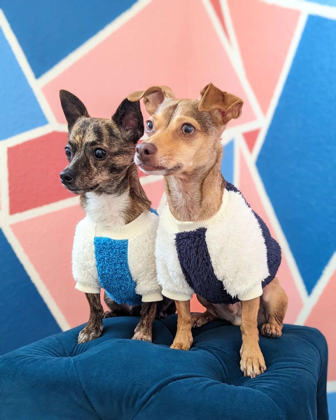 Fitwarm Paquete de 2 suéteres de vellón mullido para perro, ropa térmica para perros pequeños, niños y niñas, traje de invierno para mascotas, azul