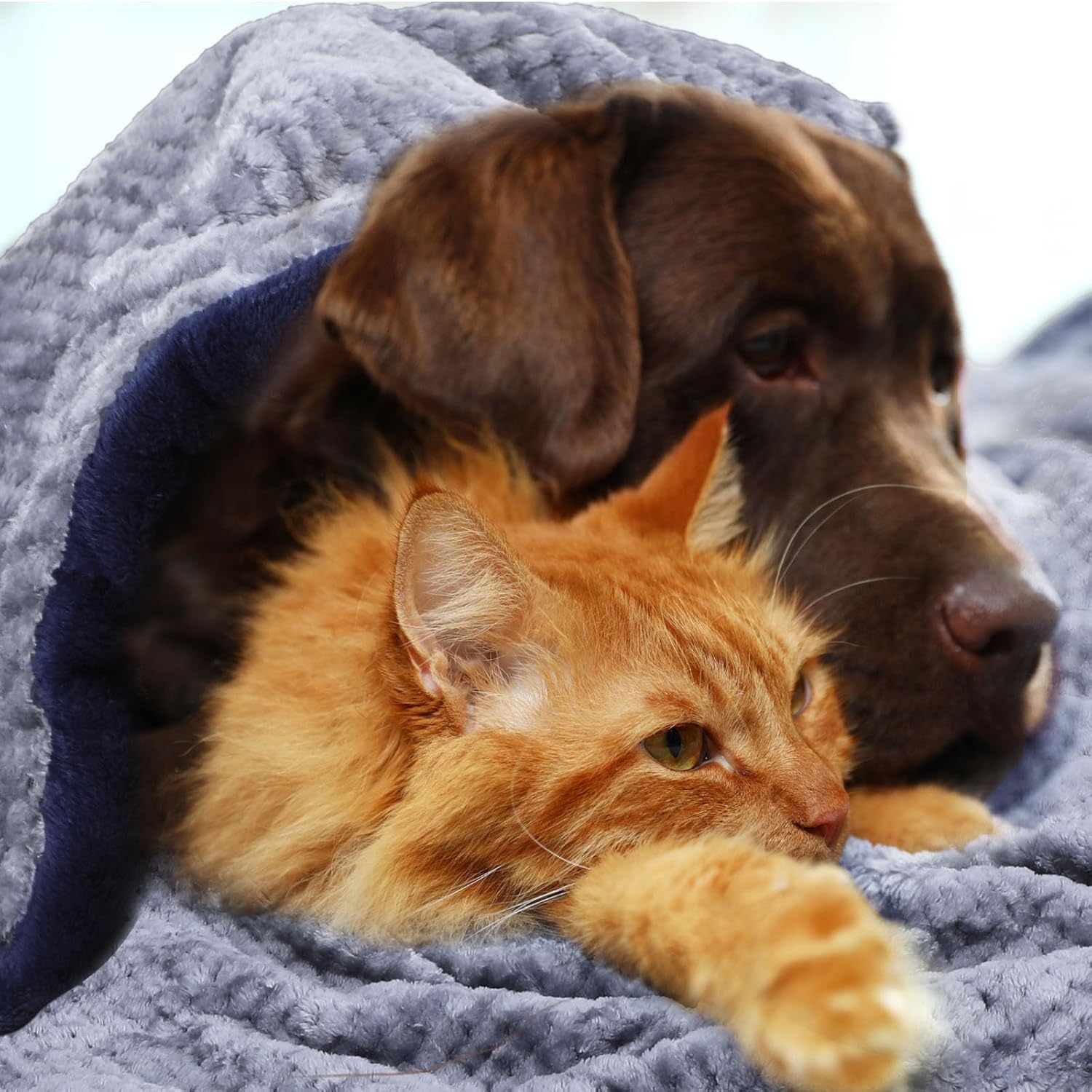 Chumia 2 piezas de manta de franela para mascotas, manta de doble capa para perros pequeños y medianos, mantas suaves para cachorros y gatitos,