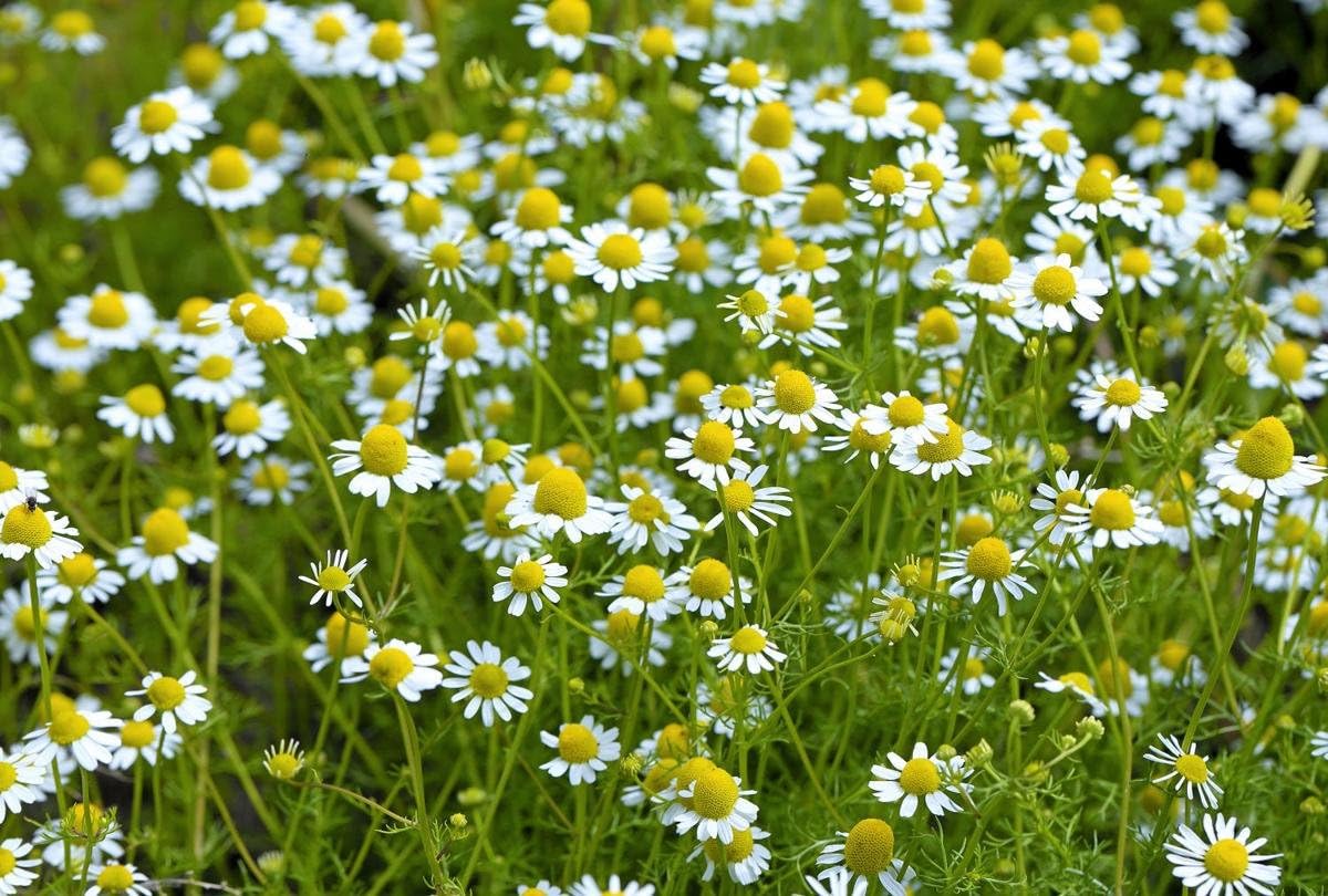 Semillas de manzanilla alemana medicinal hierba silvestre para plantar flores corte jardín reliquia sin OMG – 2500 semillas
