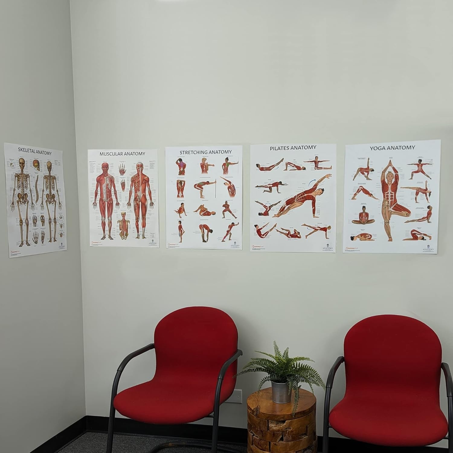 Anatomy Lab Paquete de 5 pósteres de anatomía, laminado, muscular, esquelético, yoga, estiramiento y pilates, póster de anatomía y fisiología, 17.3