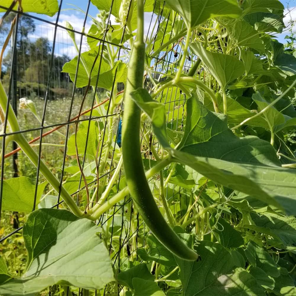QAUZUY GARDEN 100 semillas de calabaza Cucuzzi Lagenaria siceraria, calabaza italiana, calabacín cucuzzi, calabaza de serpiente, polinización