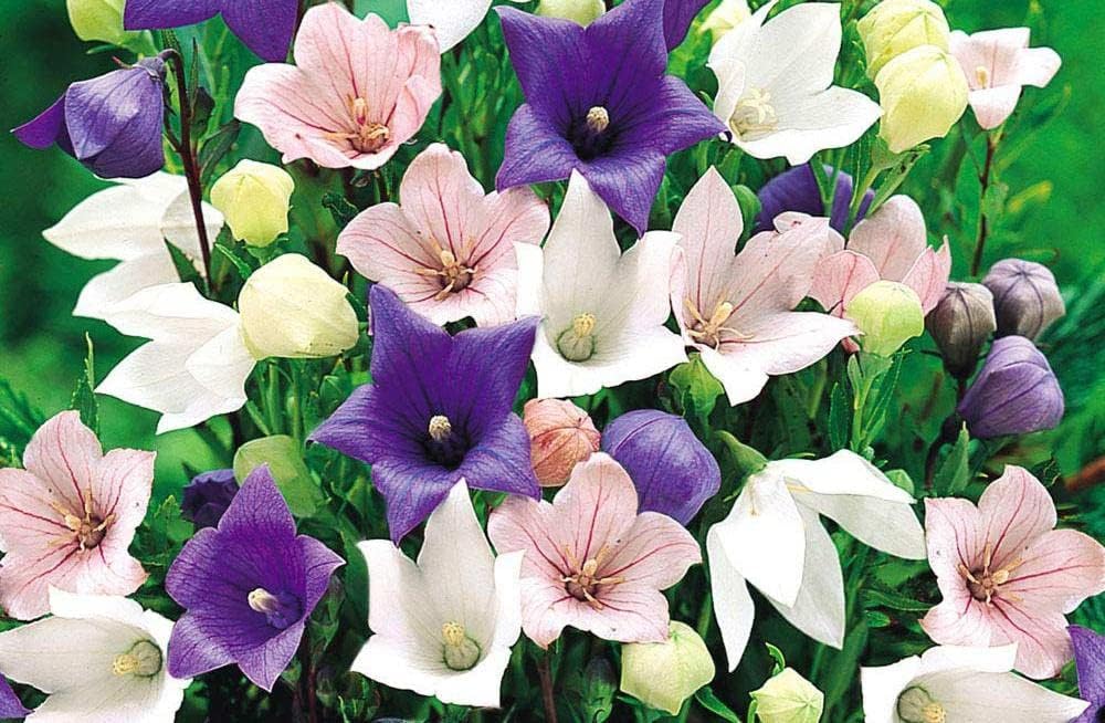 Seeds4planting – Semillas Globo Flor Mezcla Platycodon Chino Bellflower Flores Perennes