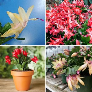QAUZUY GARDEN Semillas mixtas de cactus de Navidad, 50 semillas de cactus de Acción de Gracias, Pascua, vacaciones, plantas exóticas, plantas de QAUZUY GARDEN Semillas mixtas de cactus de Navidad, 50 semillas de cactus de Acción de Gracias, Pascua, vacaciones, plantas exóticas, plantas de