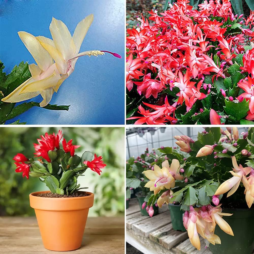 QAUZUY GARDEN Semillas mixtas de cactus de Navidad, 50 semillas de cactus de Acción de Gracias, Pascua, vacaciones, plantas exóticas, plantas de