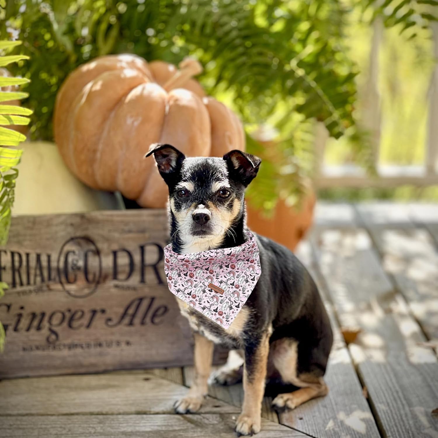 Lionheart glory Bandana para perro de Halloween, 1 paquete de bufanda lavable suave para perro, bufanda de otoño para niños y niñas, bandana